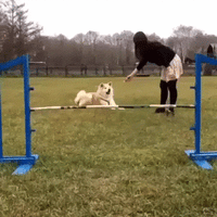 dog hurdles